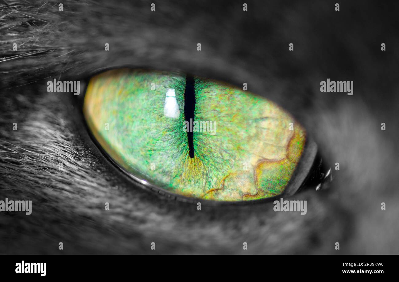 Occhio di gatto con pupilla stretta Foto Stock