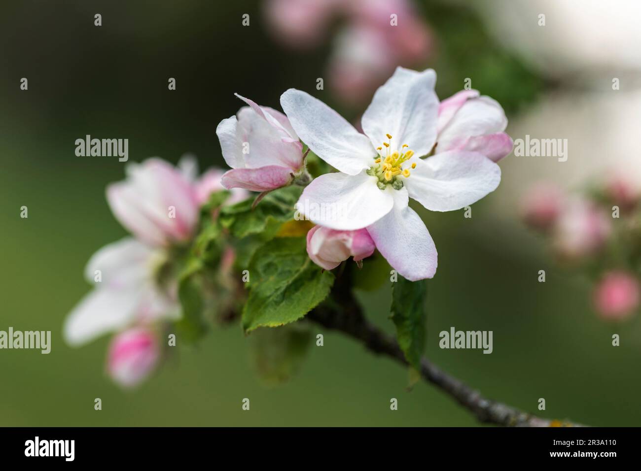 Fiori di mela, primo piano con profondità di campo poco profonda Foto Stock