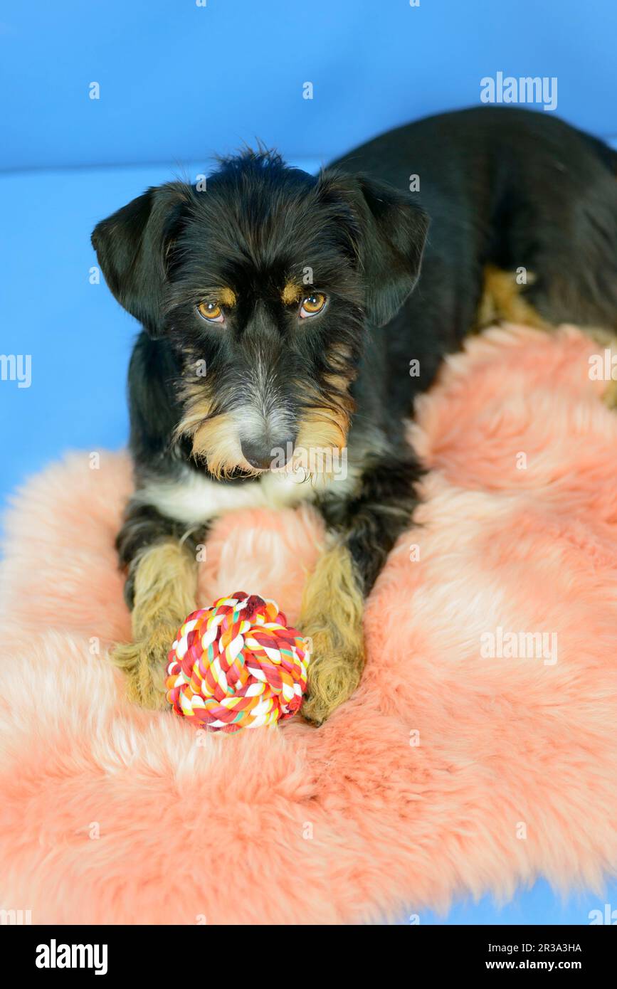 Incrocio Dachshund-Terrier-Havanese con capelli a filo Foto Stock