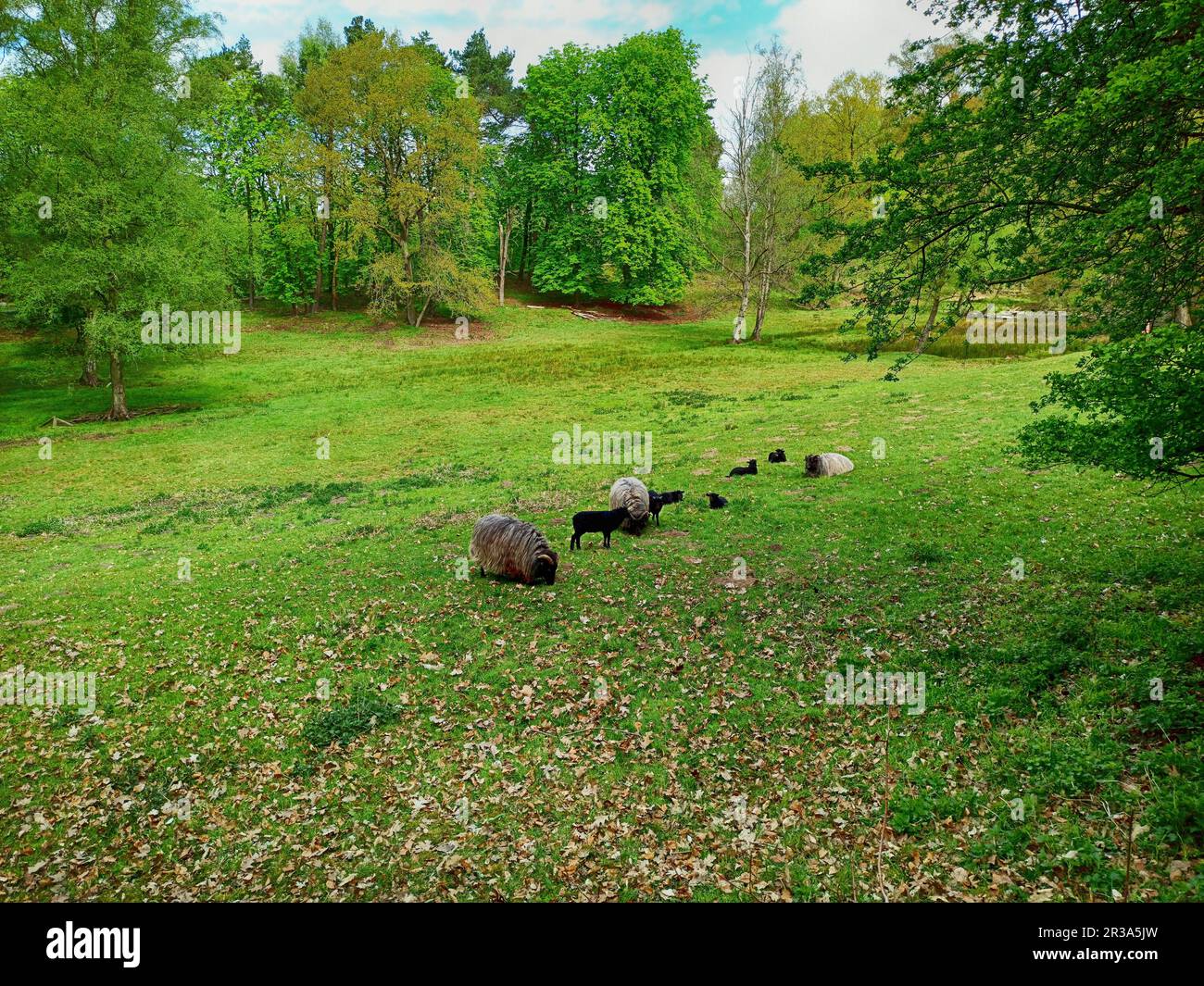 Heidschnucken nello Schleswig-Holstein Foto Stock