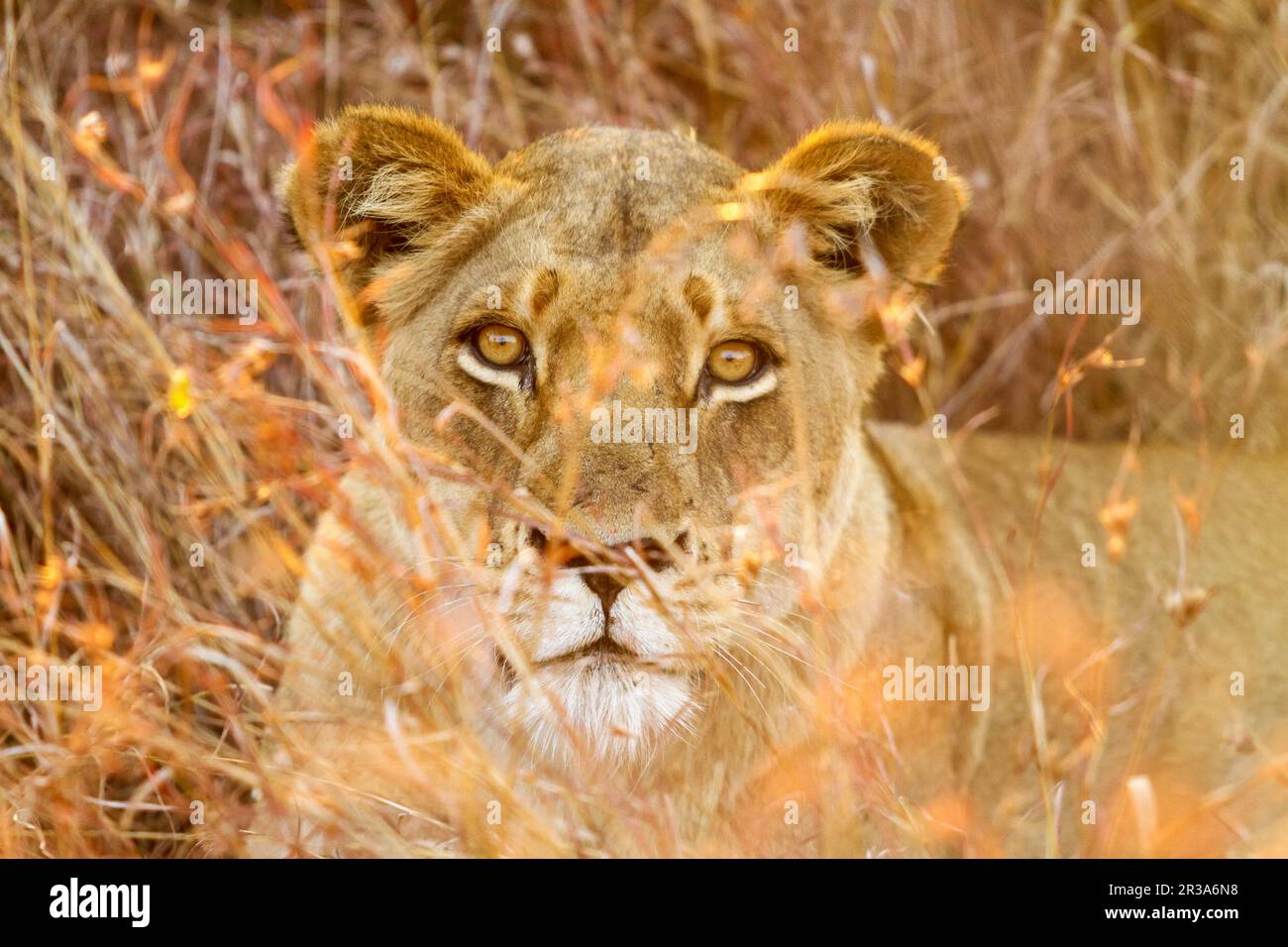 Close up di una femmina di leone africano nascosti in erba lunga Foto Stock