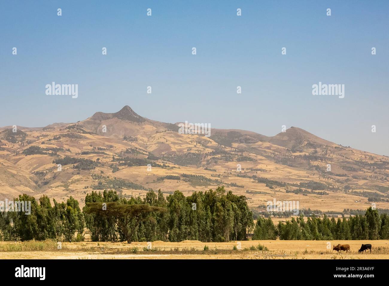 Allevamento di ceci in Etiopia rurale, paesaggio secco Foto Stock