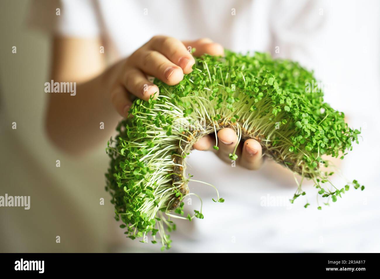 Germogli di Microgreen nelle mani dei bambini germogli grezzi, microgreens, concetto sano di consumo. Germogliante Microgr Foto Stock