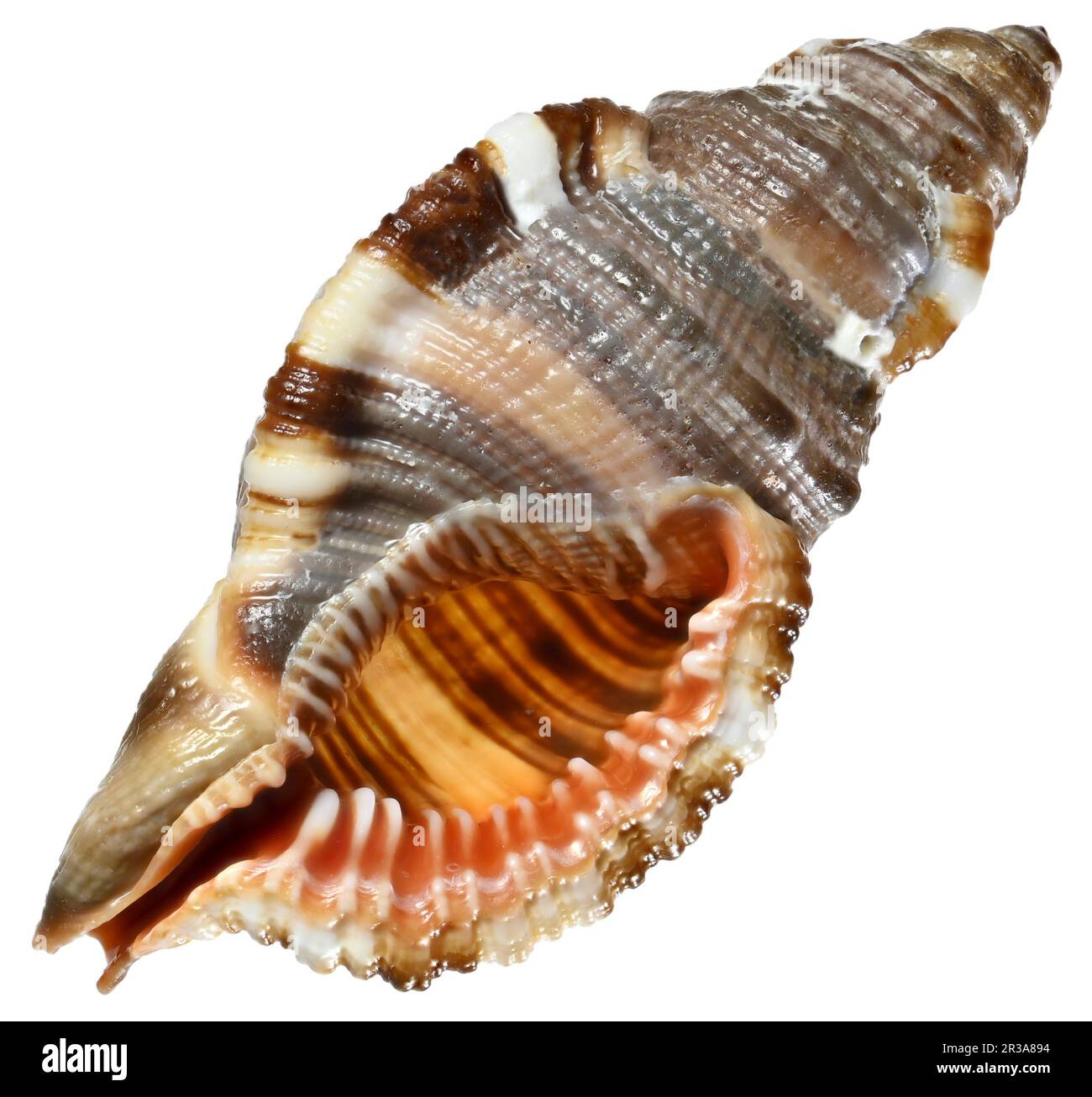 Guscio in Triton peloso (monoplex pilearis) Foto Stock