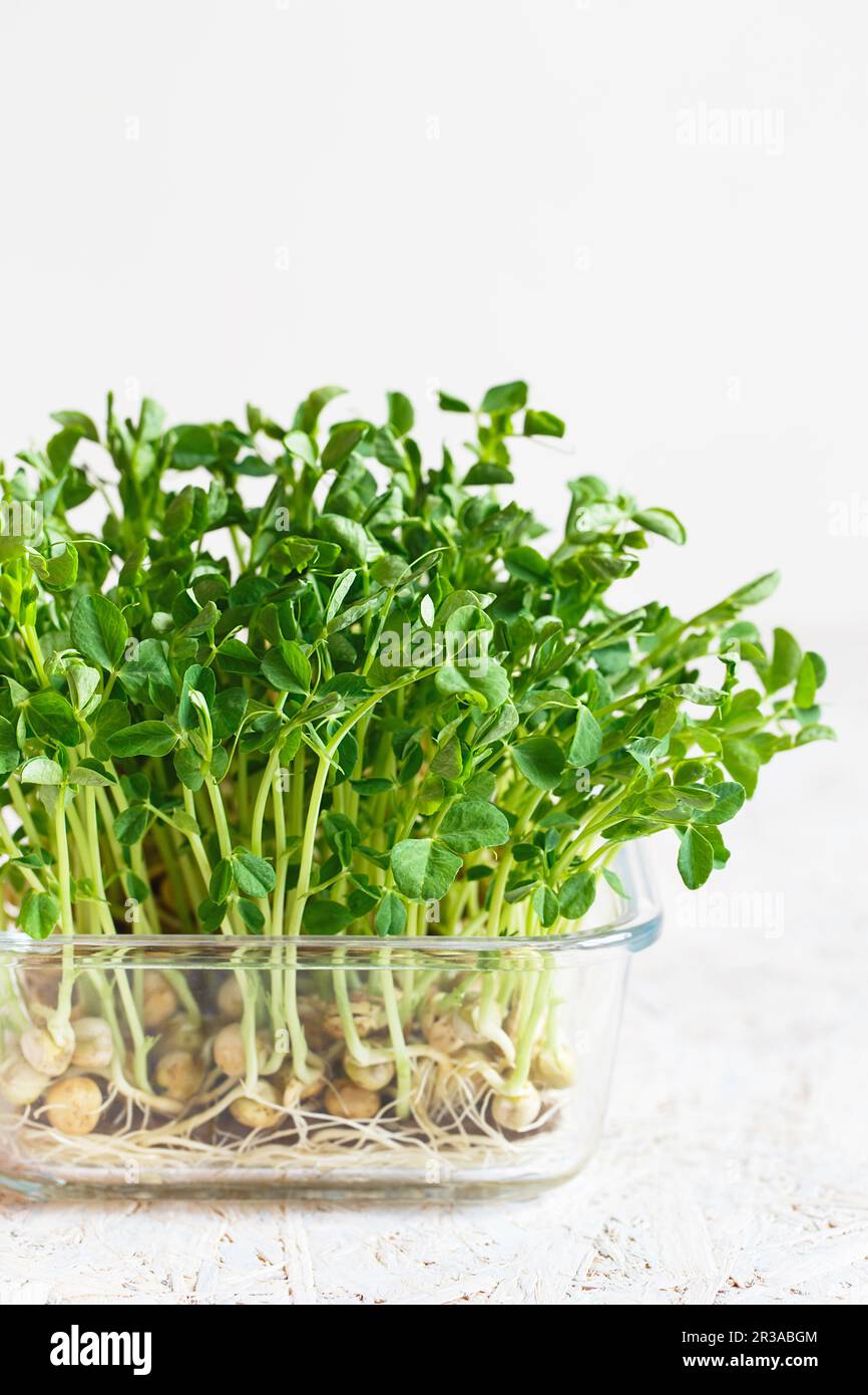 I piselli microgreens con i semi e le radici. Germogliare Micro verdi su Jute Microgreens Grow Mats. Sprouti Foto Stock