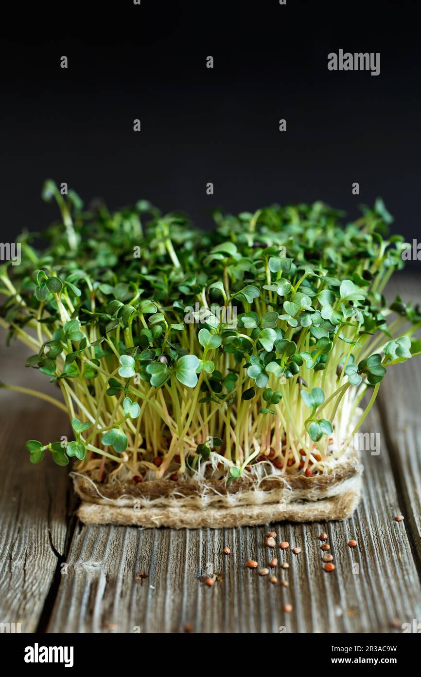 Primo piano di microgreeni Daikon con semi e radici sul Jute Microgreens Grow Mats. Microfono germogliante Foto Stock