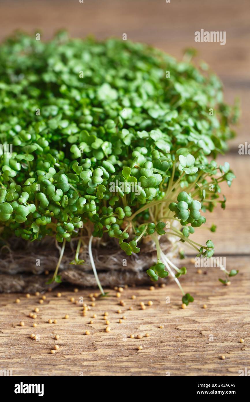 Primo piano di Mustard Microgreens con semi e radici sul Jute Microgreens Grow Mats. Germogliare mi Foto Stock