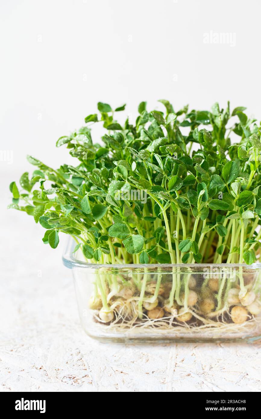 I piselli microgreens con i semi e le radici. Germogliare Micro verdi su Jute Microgreens Grow Mats. Sprouti Foto Stock