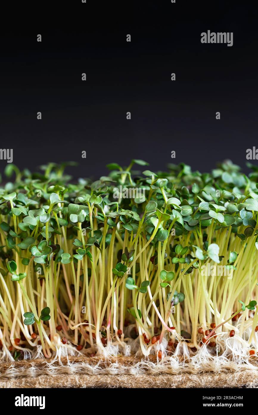 Primo piano di microgreeni Daikon con semi e radici sul Jute Microgreens Grow Mats. Microfono germogliante Foto Stock