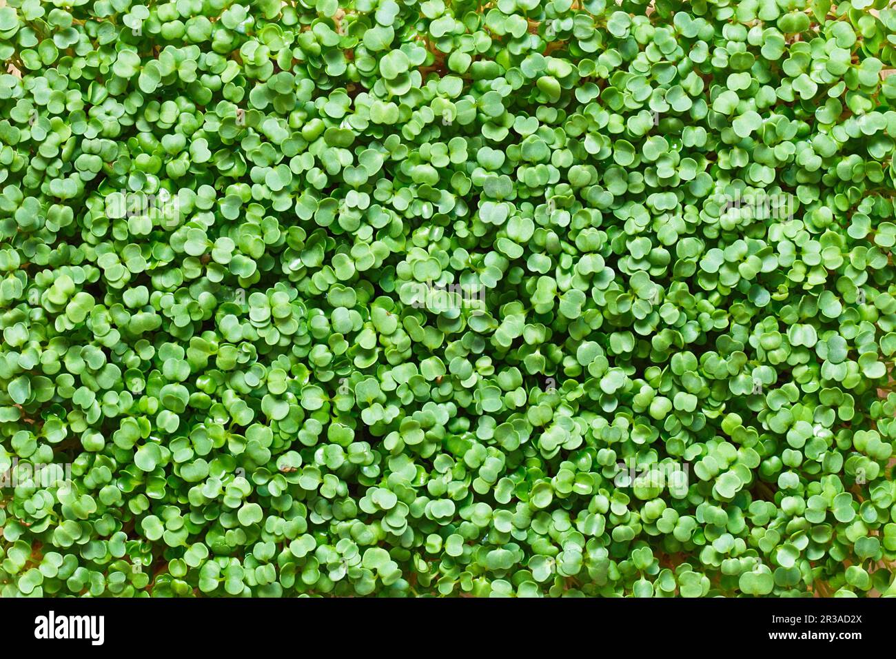 Rucola fresca fondo microgreno texture Foto Stock