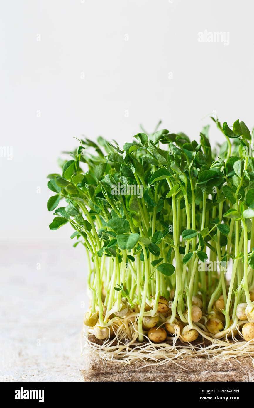 I piselli microgreens con i semi e le radici. Germogliare Micro verdi su Jute Microgreens Grow Mats. Sprouti Foto Stock