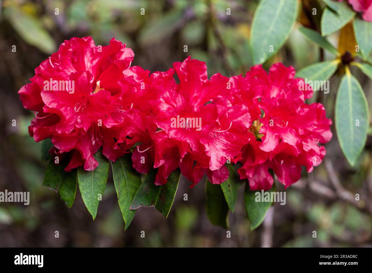 Rhododendron Black Magic cremisi fiori rossi in primavera. Foto Stock