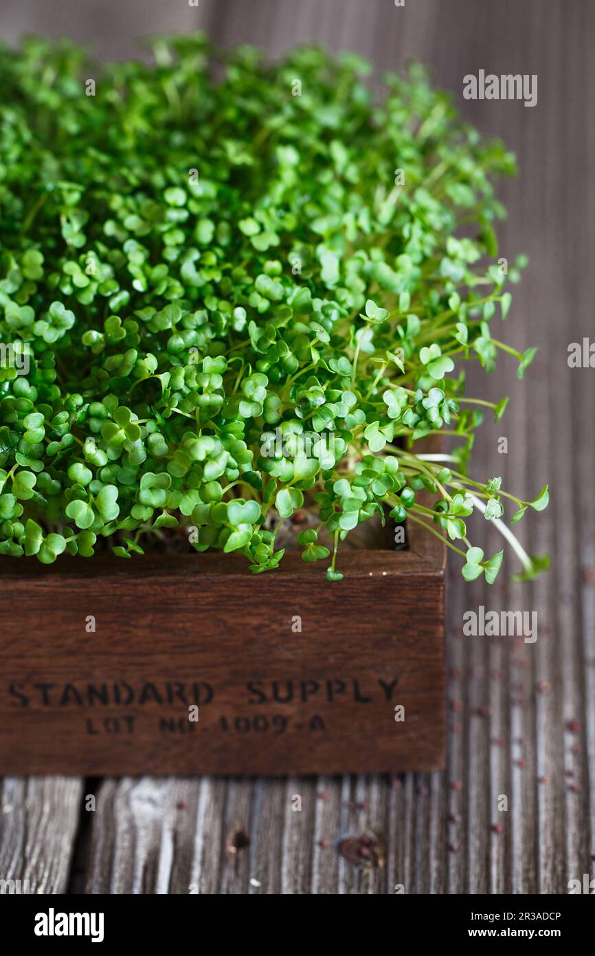 Primo piano di microgreeni di broccoli nella scatola di legno. Microgreens germoglianti. Germinazione di seme nel paese. Foto Stock