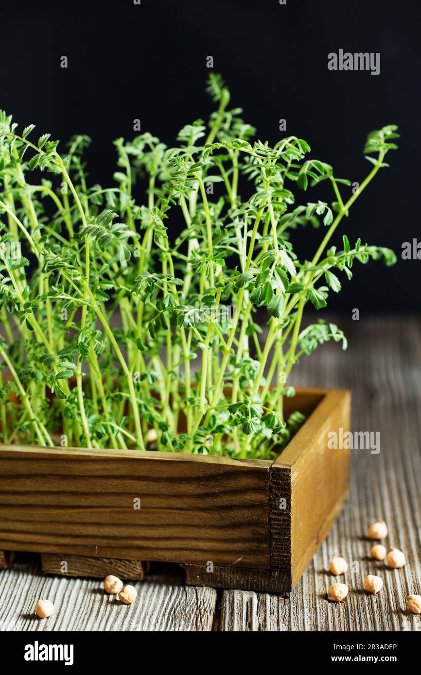 Verdi freschi sulla tavola di legno su sfondo nero. Primo piano dei microgreeni di ceci-piselli nel Foto Stock