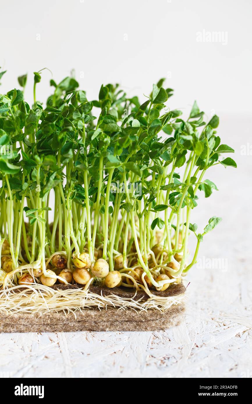 I piselli microgreens con i semi e le radici. Germogliare Micro verdi su Jute Microgreens Grow Mats. Sprouti Foto Stock