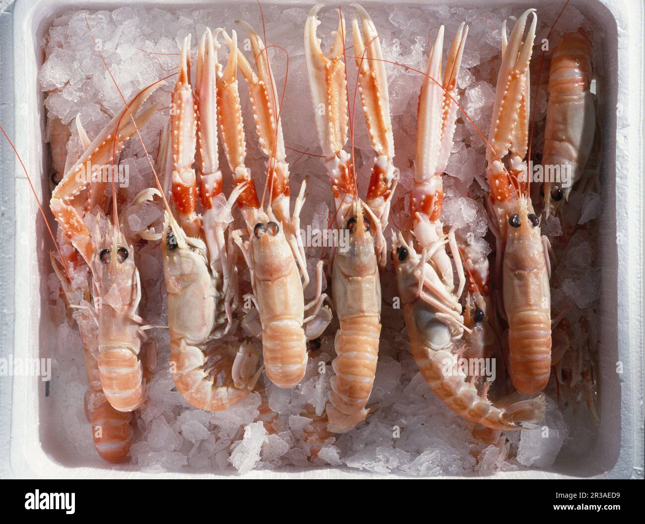 Scampi (scampi) su ghiaccio per l'imballaggio Foto Stock