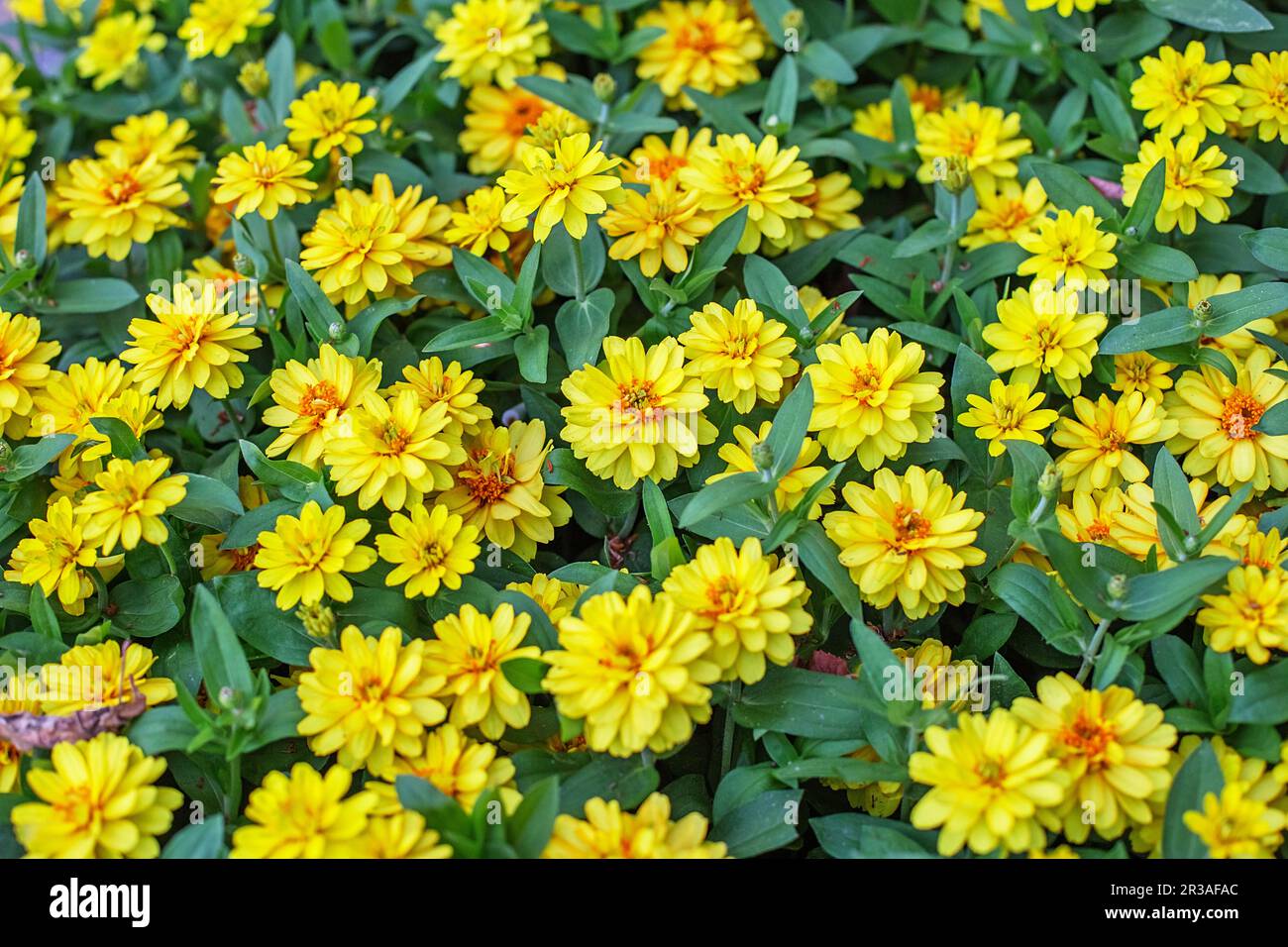 Sanvitalia procumbens. Tappeto giallo di fiori nel giardino Foto Stock