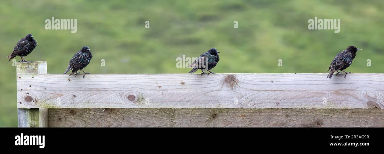 Quattro Starlings comuni seduti a Wood Fence, Lewis, Isola di Lewis, Ebridi, Ebridi esterne, Western Isles, Scozia, Regno Unito, Gran Bretagna Foto Stock