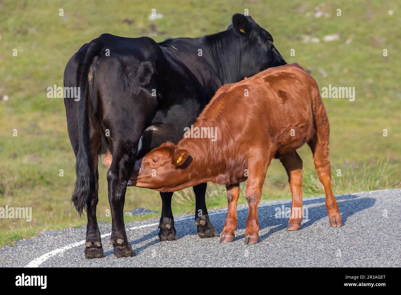 Black Mother Cow che allatta il suo vitello marrone chiaro sulla strada, Harris, Isola di Harris, Ebridi, Ebridi esterne, Western Isles, Scozia, Regno Unito Foto Stock