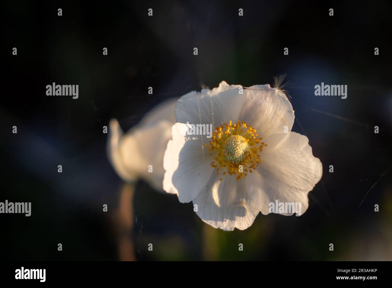 Snowdrop anemone (SYN. Anemone sylvestris) fioritura. Foto floreale con spazio di copia per il testo. Spazio per il testo. Foto Stock