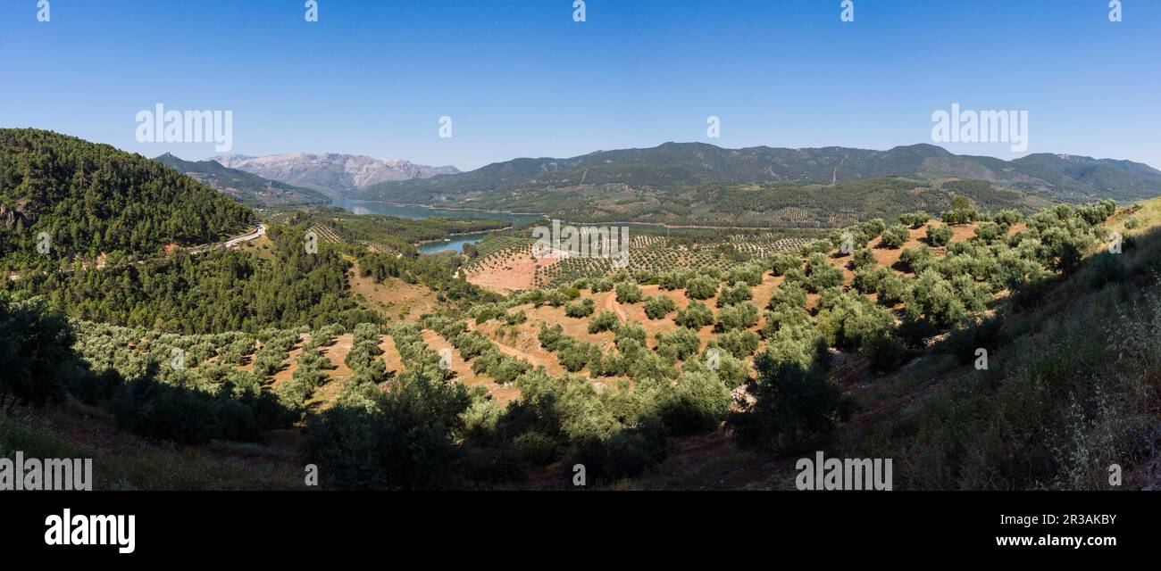Olivos, Hornos, Parque natural sierras de Cazorla, Segura y Las Villas, Jaen, Andalusia. Foto Stock