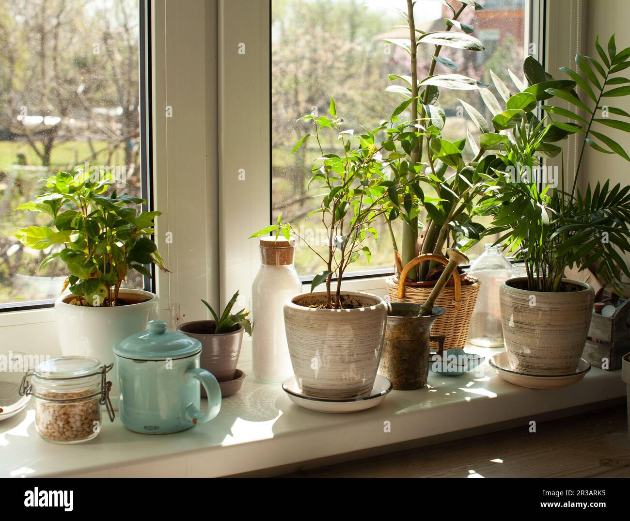 Il set di piante diverse sta decorando la soglia della finestra della cucina Foto Stock