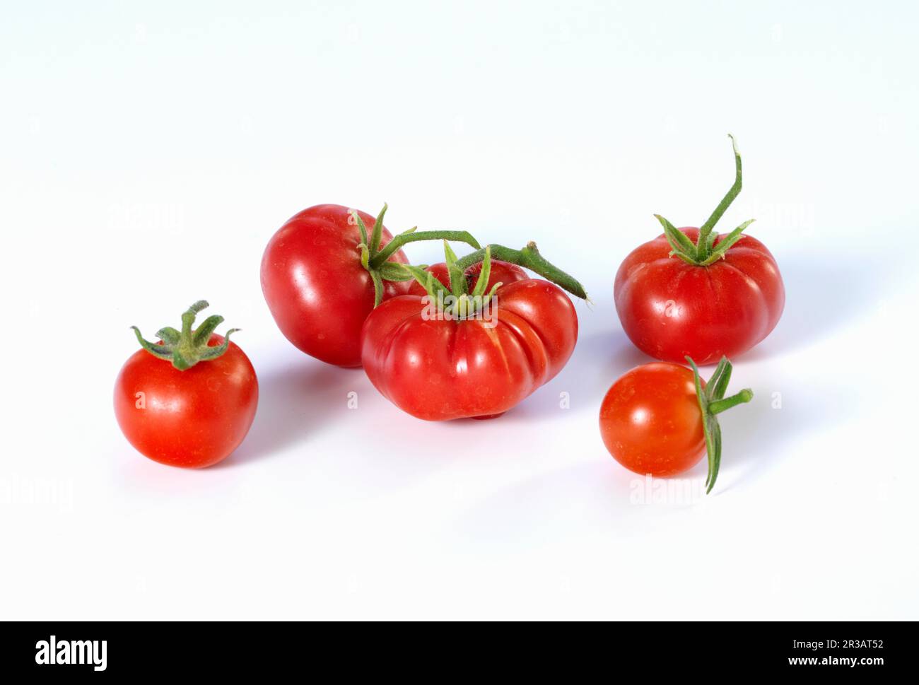 Vari i pomodori Foto Stock
