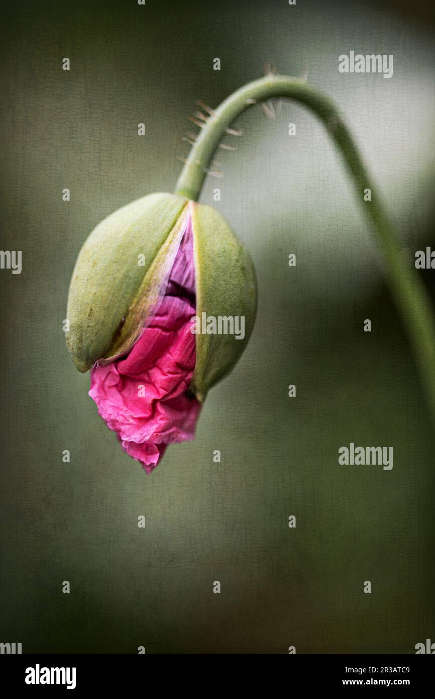 Fiore di papavero singolo in giardino con texture overlay Foto Stock