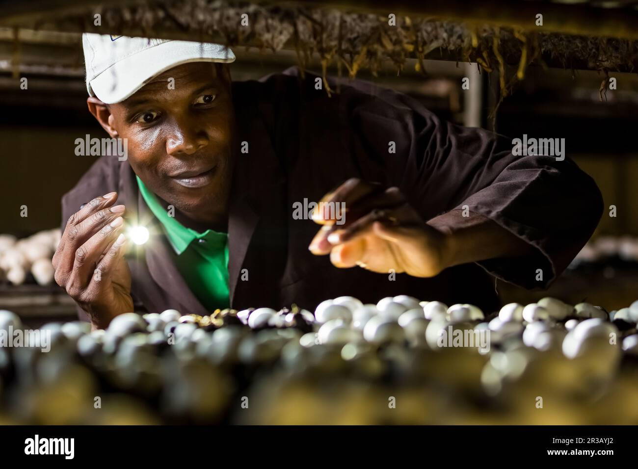 All'interno di una fattoria di funghi commerciale e di un impianto di imballaggio Foto Stock