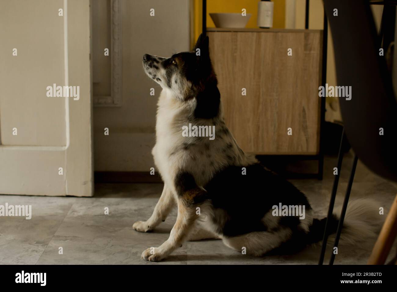 Cane seduto sul pavimento a casa Foto Stock