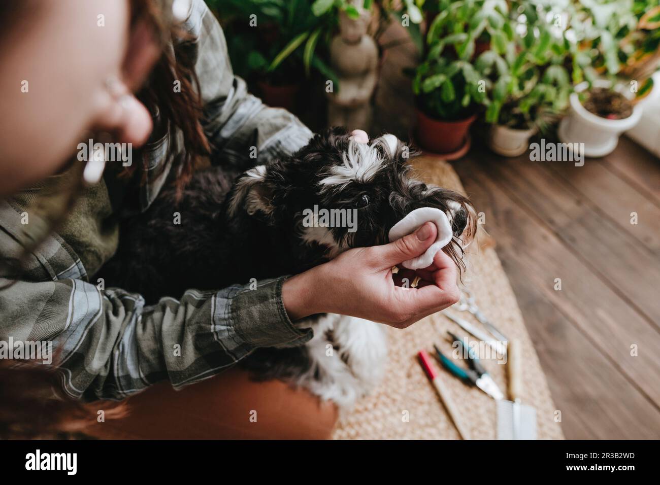 Donna che pulisce gli occhi del cane Schnauzer con tampone di cotone a casa Foto Stock