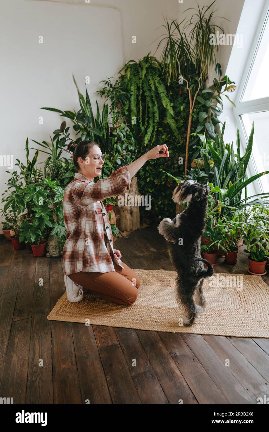 Donna che dà obbedienza formazione al cane su tappeto a casa Foto Stock