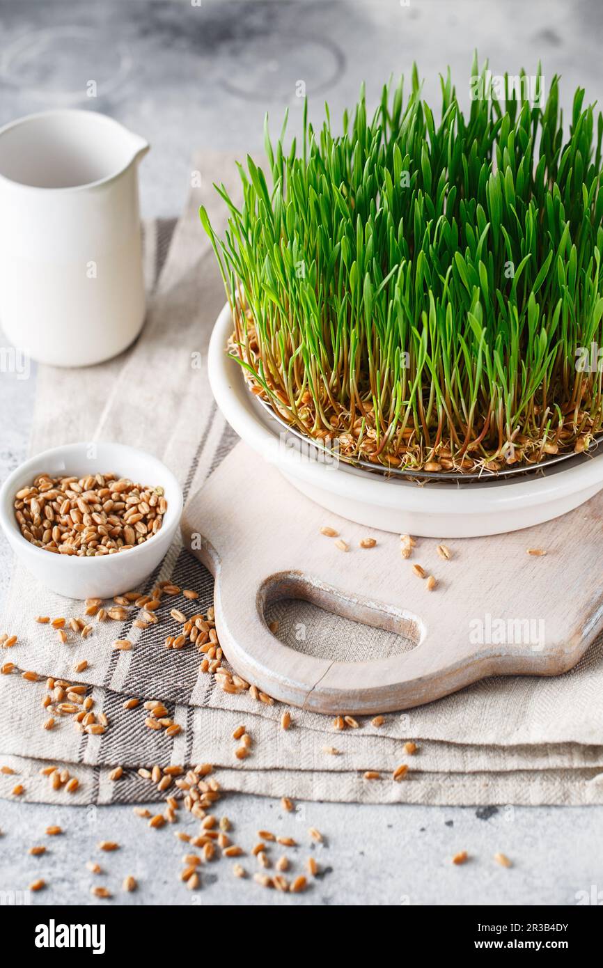 Microgreens germoglianti. Piatto da germogliatura per germogli verdi. Germinazione di seme nel paese. Vegano e sano Foto Stock