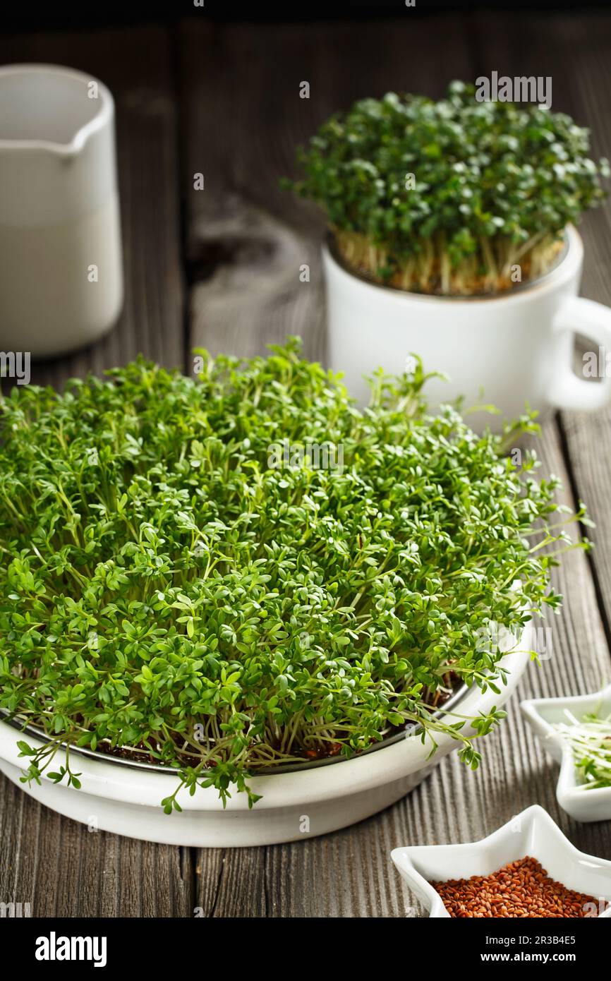 Primo piano dei microgreens dell'insalata del crescione, delle foglie verdi e dei gambi. Microgreens germoglianti. Germinazione di semi Foto Stock