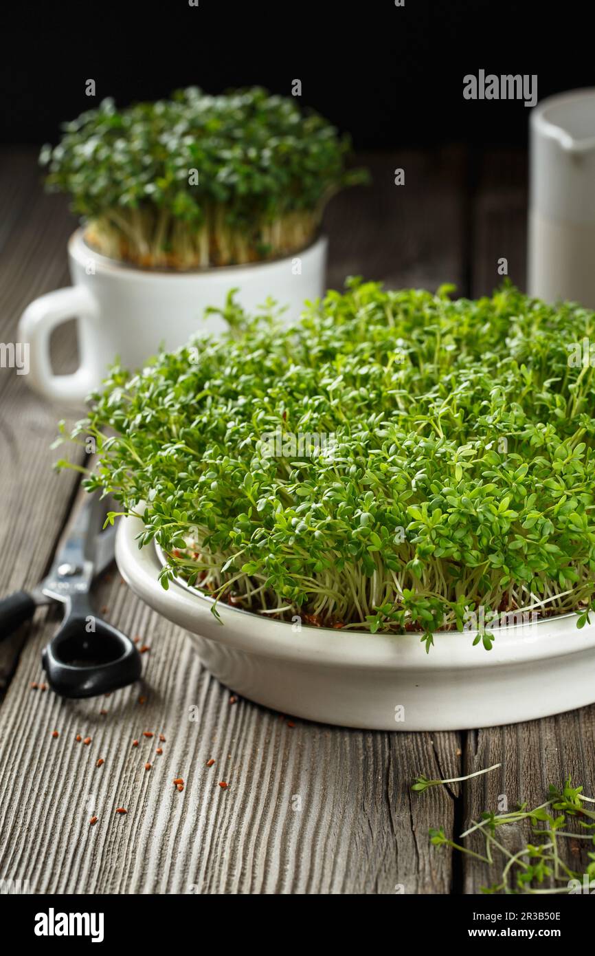 Primo piano dei microgreens dell'insalata del crescione, delle foglie verdi e dei gambi. Microgreens germoglianti. Germinazione di semi Foto Stock