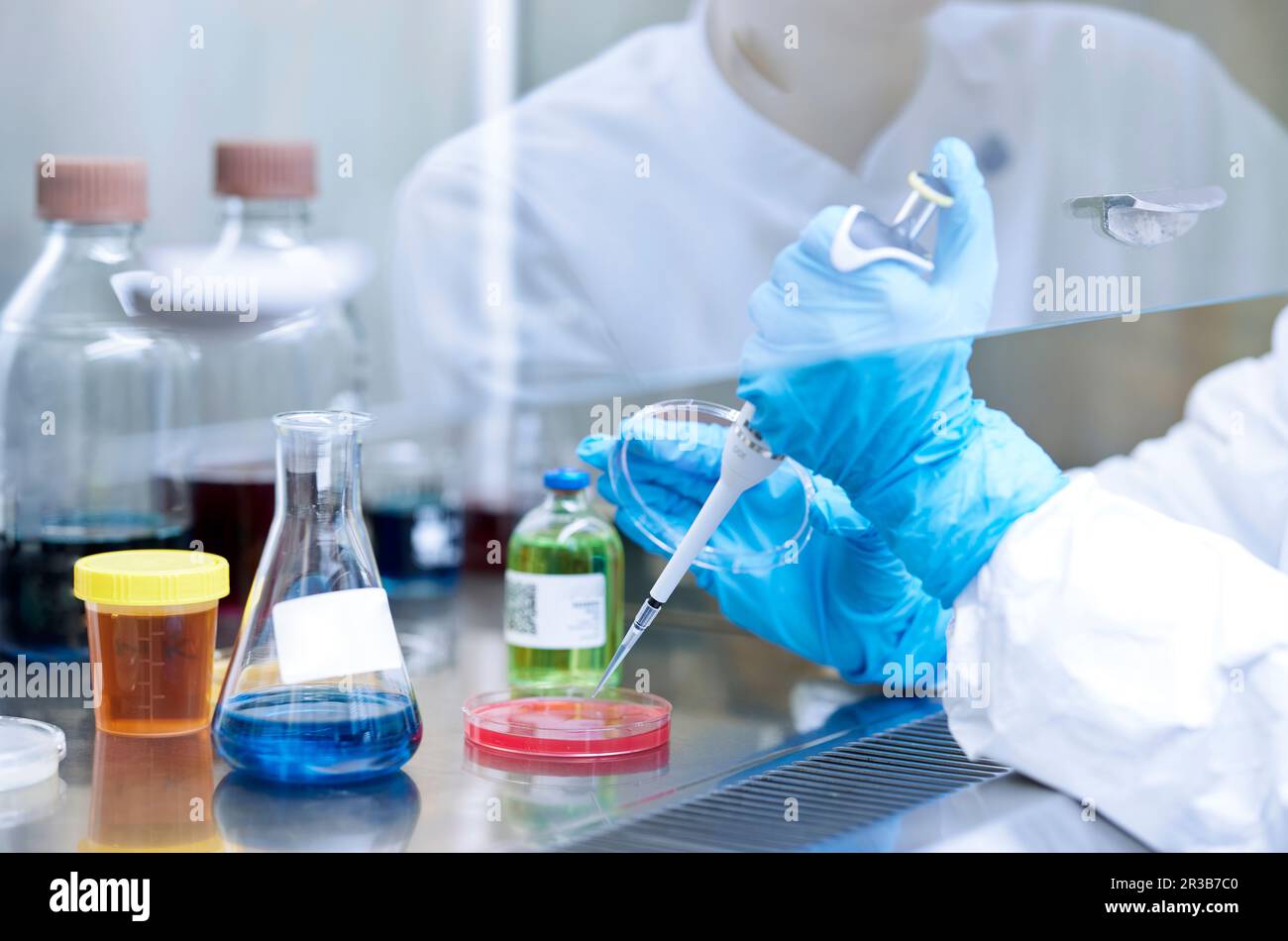 Il pipettatore scientifico esegue il pipettaggio di prodotti chimici su una capsula di Petri presso un laboratorio microbiologico Foto Stock