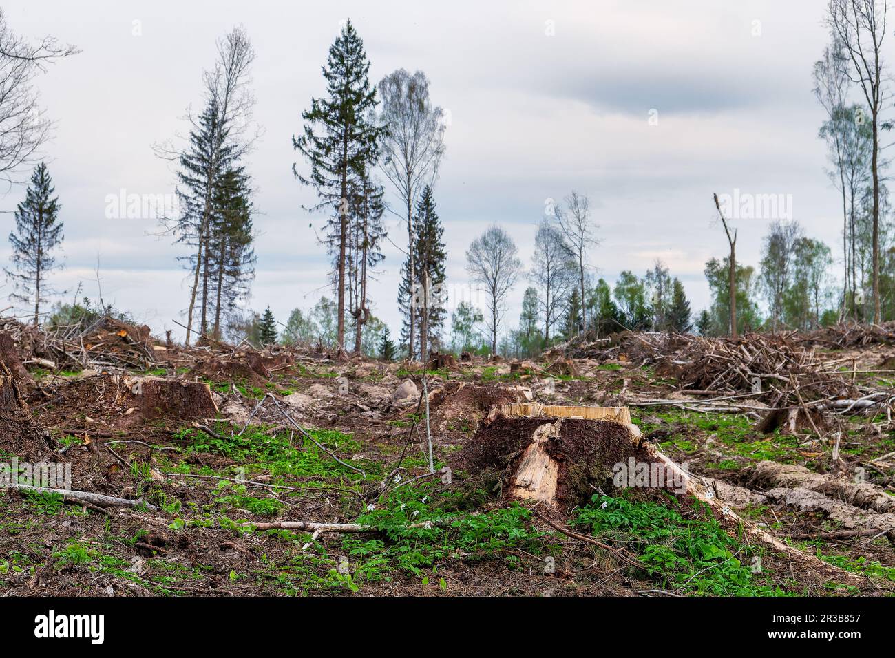 Deforestazione. Una vista del sito di registrazione. Ceppi, alberi caduti, rami Foto Stock