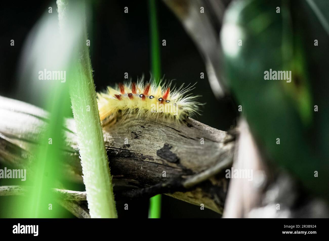 Sycamore (Acronicta aceris) caterpillar che striscia sul ramo Foto Stock