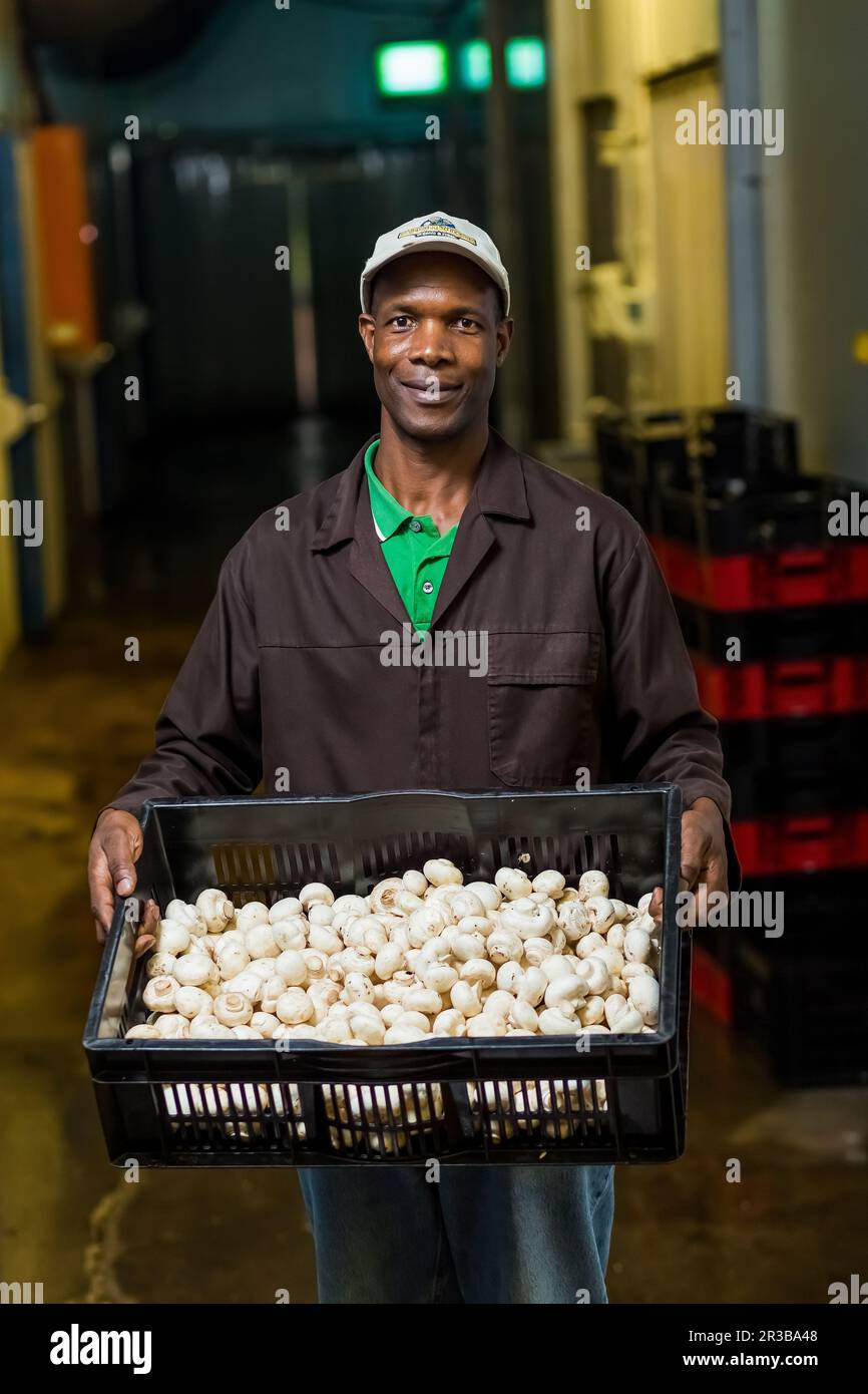 All'interno di una fattoria di funghi commerciale e di un impianto di imballaggio Foto Stock