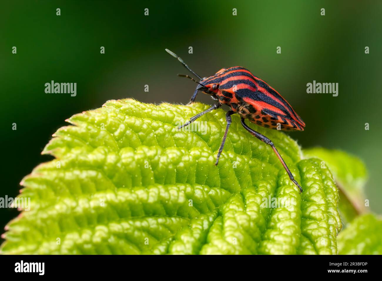 Bug striato (Grafosoma italicum) su una foglia verde Foto Stock