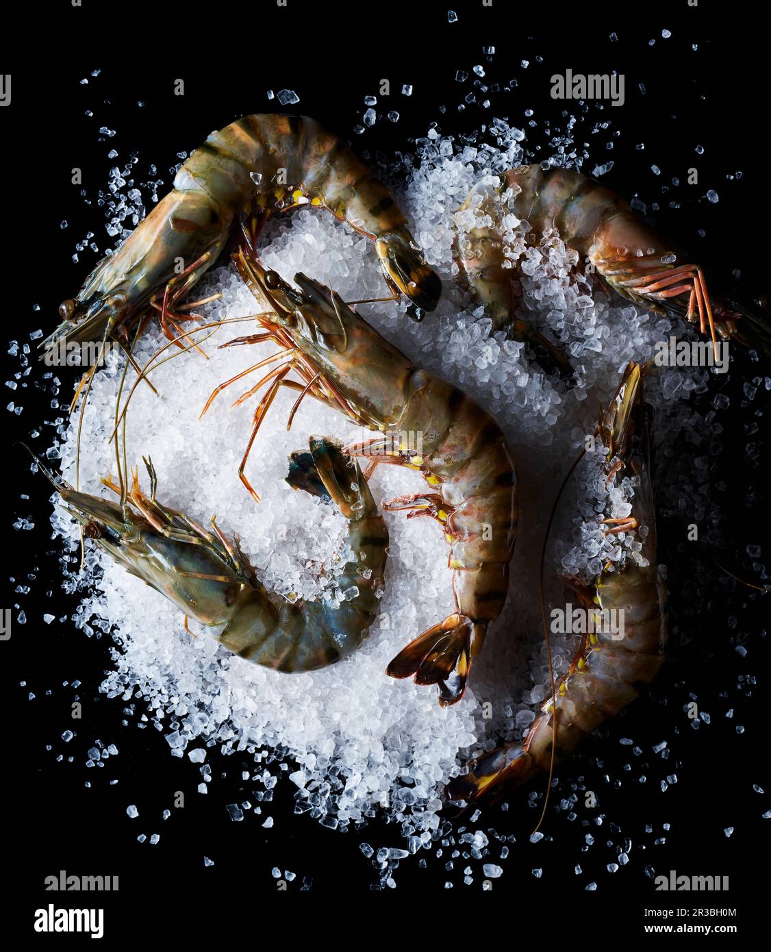 Gamberi di tigre sul sale di roccia Foto Stock