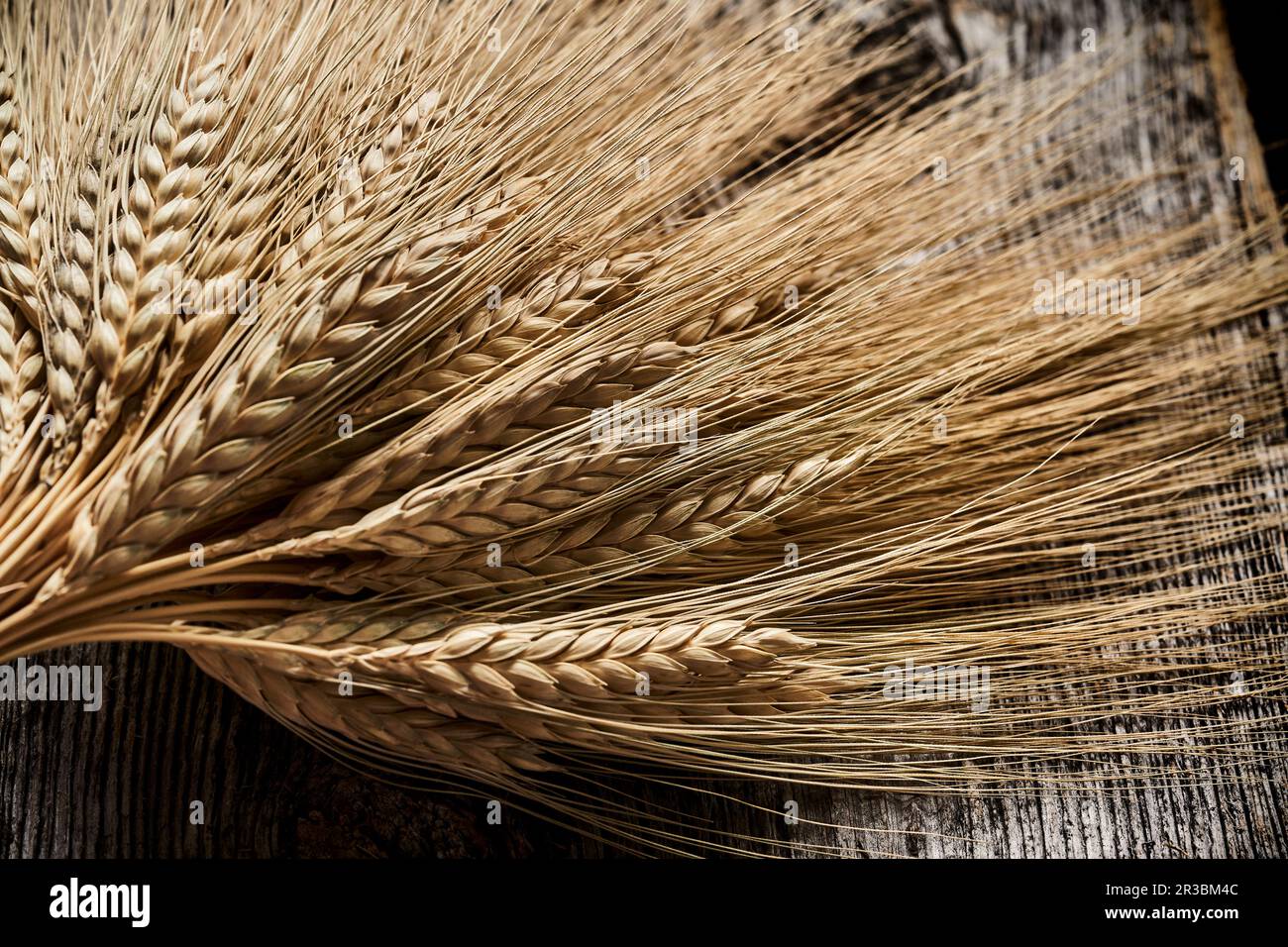 Spighe di grano di Emmer Foto Stock