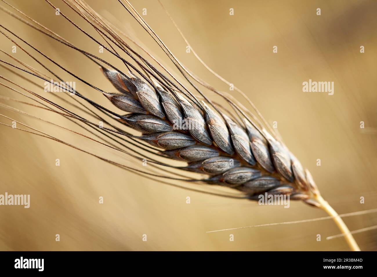 Grano saraceno nero (Triticum dicoccon var. atratum) Foto Stock