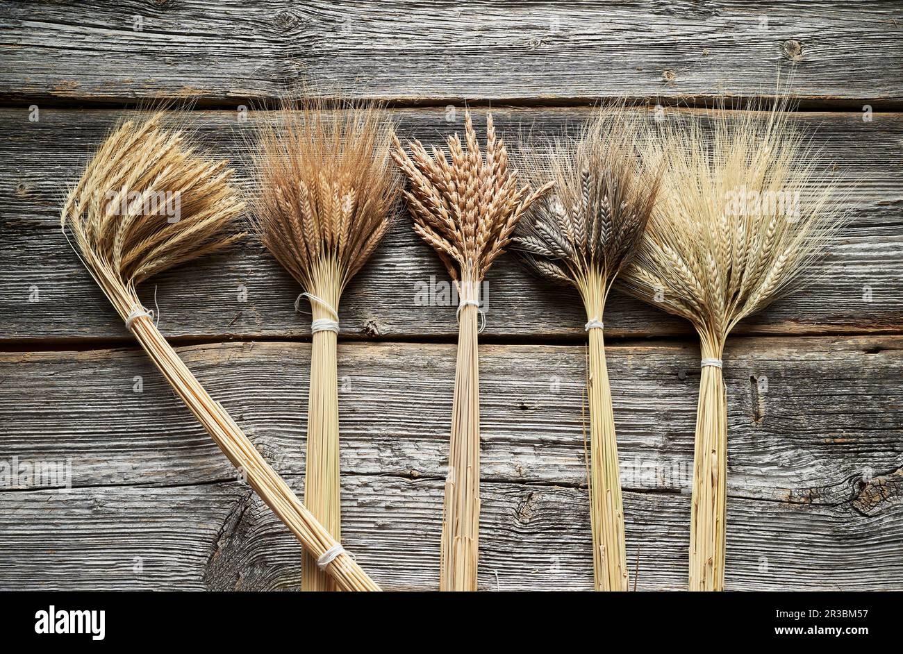 Varie spighe di grano (einkorn, farro, Emmer e Emmer nero) Foto Stock