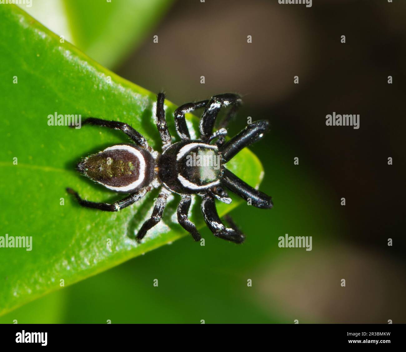 Jumping Spider (Messua limbata) sulle foglie di biancospino indiano, vista dorsale. Questa specie di arachnidi si trova negli Stati Uniti meridionali e in Messico. Foto Stock