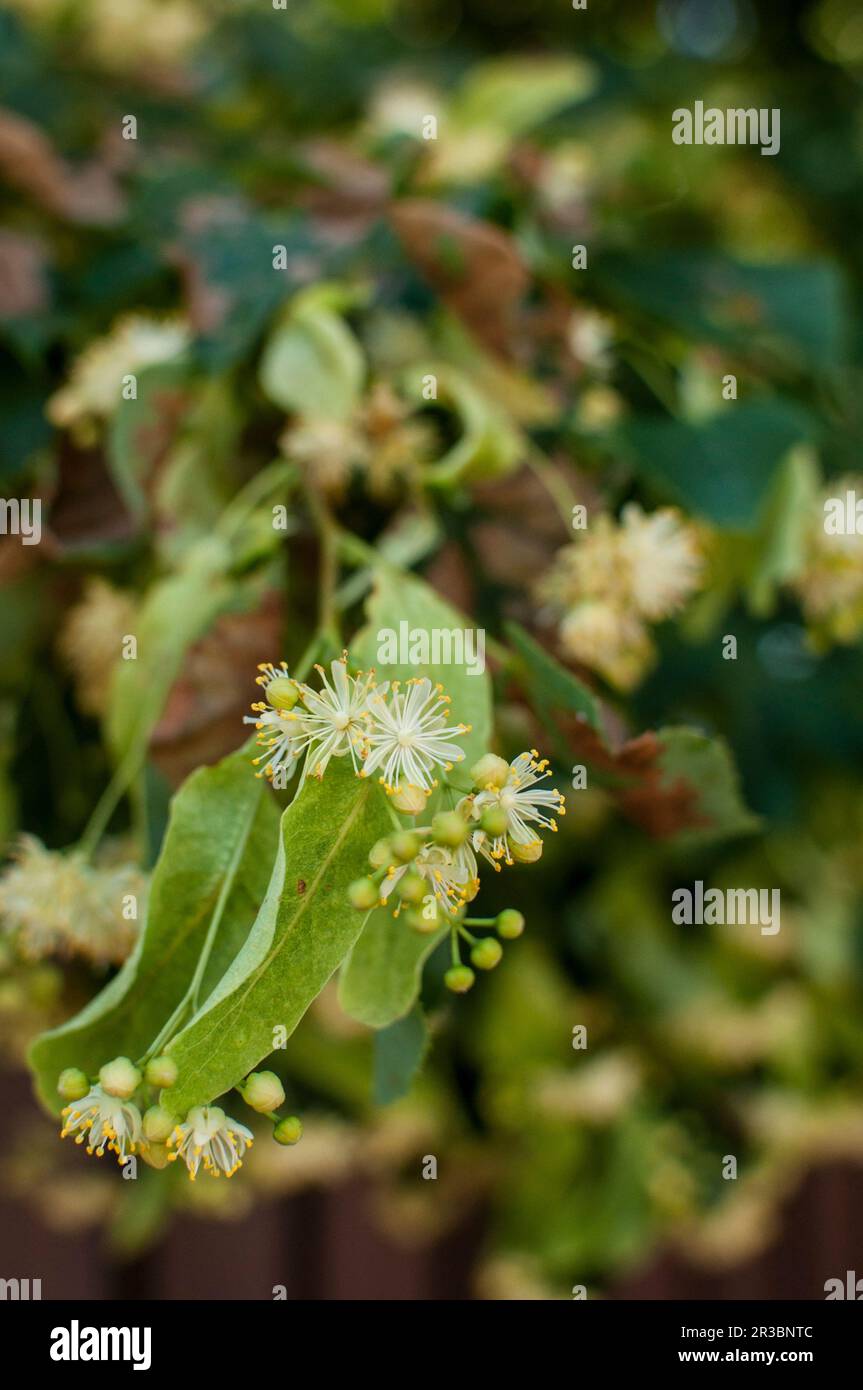 Fiori di tiglio Foto Stock