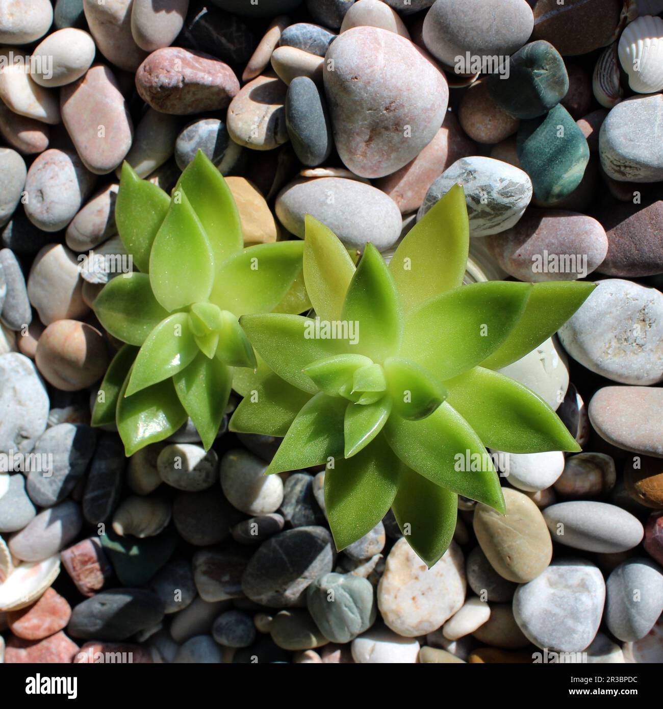 Una coppia di germogli della stessa radice si rompe attraverso la foto di scorta quadrata del terreno sassoso Foto Stock