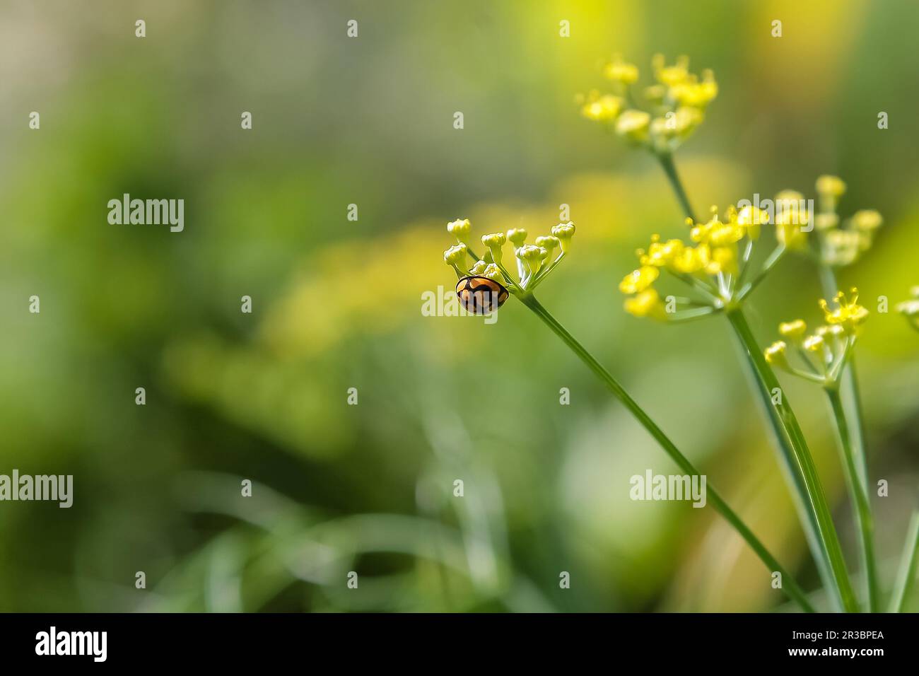 In prossimità di una signora bug su un fiore giallo Foto Stock