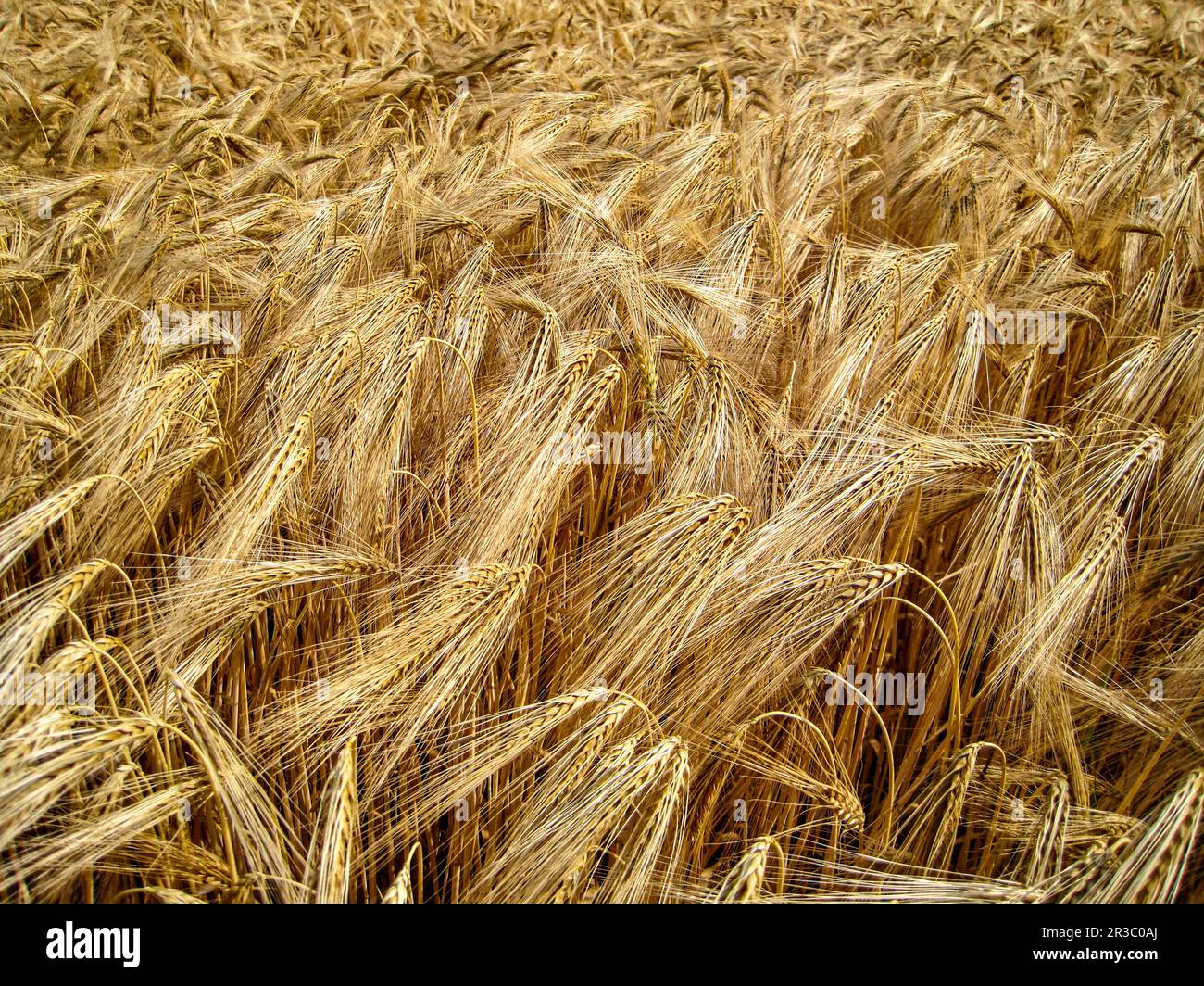 Spighe di grano nel campo Foto Stock