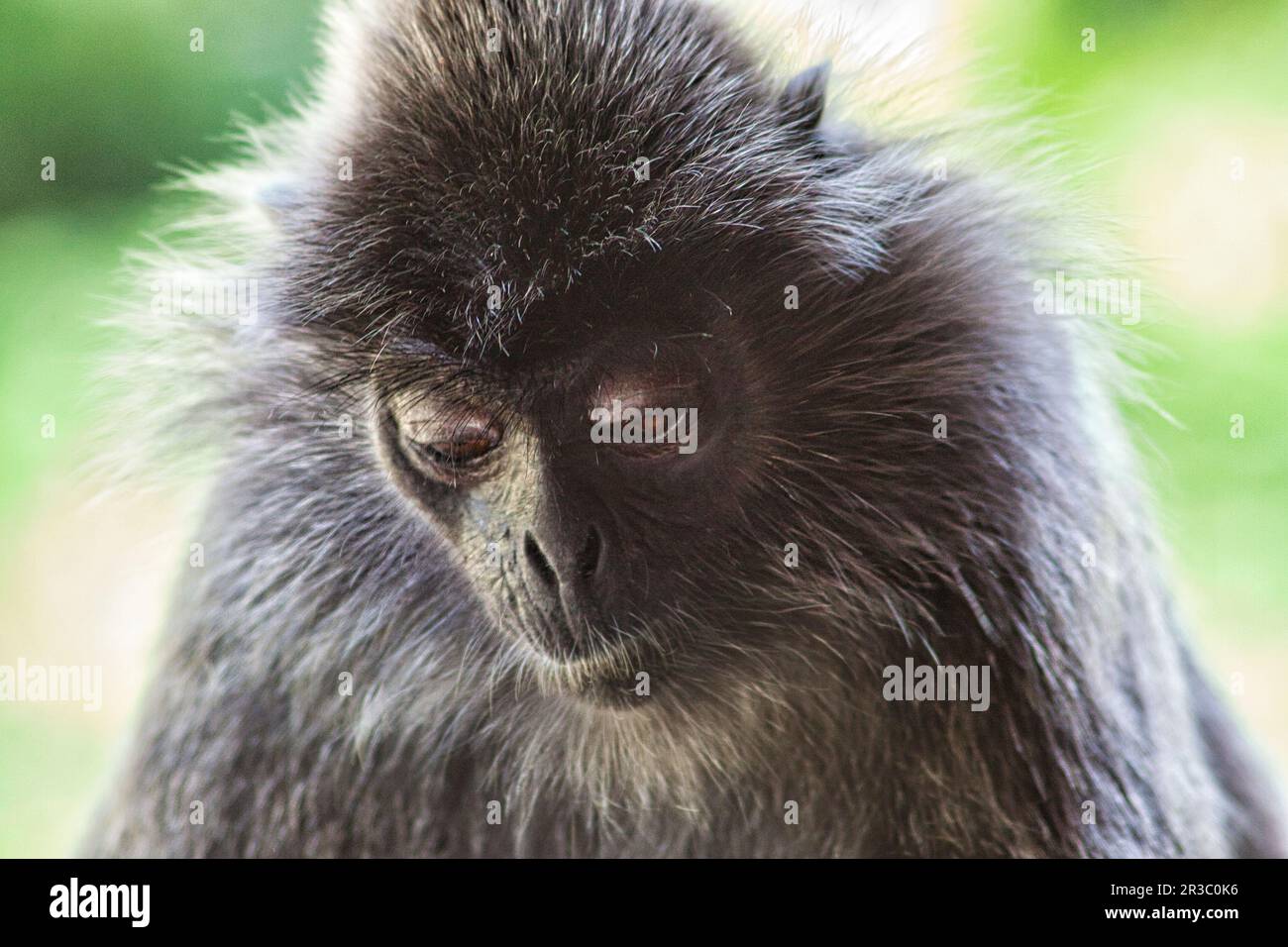 Langur berretto bianco e nero in Borneo Foto Stock